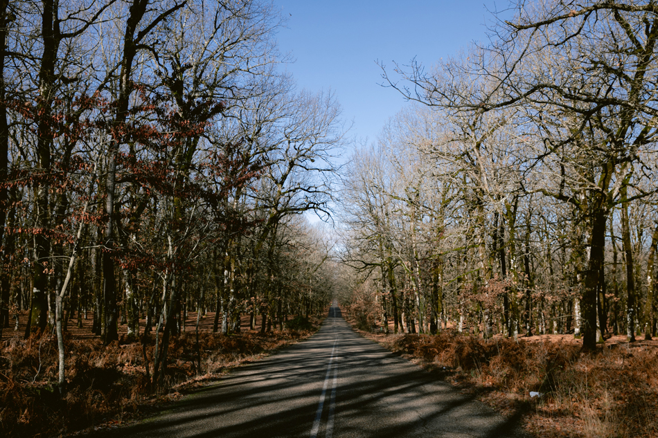 Foloi Oak Forest